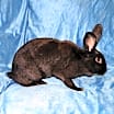 Thumbnail photo of Nibbles #2