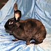 Thumbnail photo of Nibbles #3