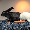 Thumbnail photo of Pepper (bonded with Salt) #1