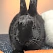 Thumbnail photo of Pepper (bonded with Salt) #2