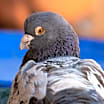 Thumbnail photo of Monty 217 #1