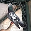 Thumbnail photo of Lacy 275 #1