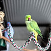 Thumbnail photo of Desmond #2