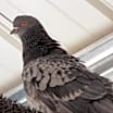 Thumbnail photo of Lacy 275 #2