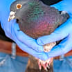 Thumbnail photo of Monty 217 #3