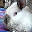 Thumbnail photo of Khaleesi #4