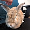 Thumbnail photo of Vincent (bonded to Blue) #1