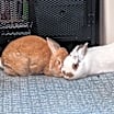 Thumbnail photo of Vincent (bonded to Blue) #2