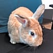 Thumbnail photo of Vincent (bonded to Blue) #3