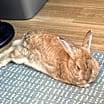 Thumbnail photo of Vincent (bonded to Blue) #4