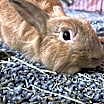 Thumbnail photo of Sir Fluffington #1