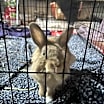 Thumbnail photo of Sir Fluffington #2