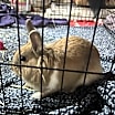 Thumbnail photo of Sir Fluffington #4