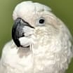 Thumbnail photo of BARNEY The Umbrella Cockatoo #1