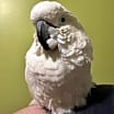 Thumbnail photo of BARNEY The Umbrella Cockatoo #2