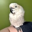 Thumbnail photo of BARNEY The Umbrella Cockatoo #3