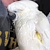 Thumbnail photo of BARNEY The Umbrella Cockatoo #4