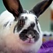 Thumbnail photo of Violet #3