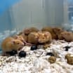 Thumbnail photo of Reepicheep #2
