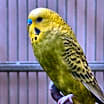 Thumbnail photo of Englemann #2