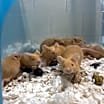 Thumbnail photo of Reepicheep #3