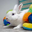 Thumbnail photo of Cookie #2