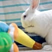 Thumbnail photo of Cookie #3