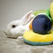 Thumbnail photo of Cookie #4