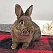 Thumbnail photo of Chai #1