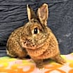 Thumbnail photo of Chai #2