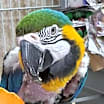 Thumbnail photo of Chubby #2