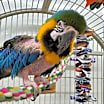 Thumbnail photo of Chubby #3