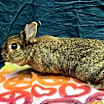 Thumbnail photo of Chai #4