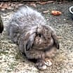 Thumbnail photo of Bunny Sanders #1