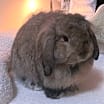 Thumbnail photo of Bunny Sanders #2