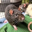 Thumbnail photo of CLARENCE #2