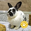 Thumbnail photo of Violet #1