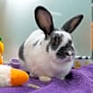 Thumbnail photo of Violet #2