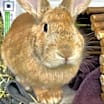 Thumbnail photo of Carrot Cake #1