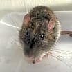 Thumbnail photo of RATIGAN #2