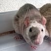 Thumbnail photo of BASIL #2