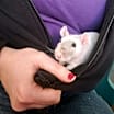 Thumbnail photo of BASIL #3