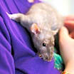 Thumbnail photo of FIEVAL #1
