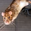 Thumbnail photo of RATIGAN #1