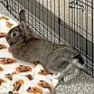 Thumbnail photo of Oliver #1