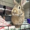 Thumbnail photo of Oliver #2