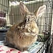 Thumbnail photo of Oliver #3