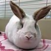 Thumbnail photo of Mary Hoppins #1