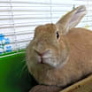 Thumbnail photo of Carrot Cake #2
