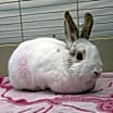 Thumbnail photo of Mary Hoppins #2